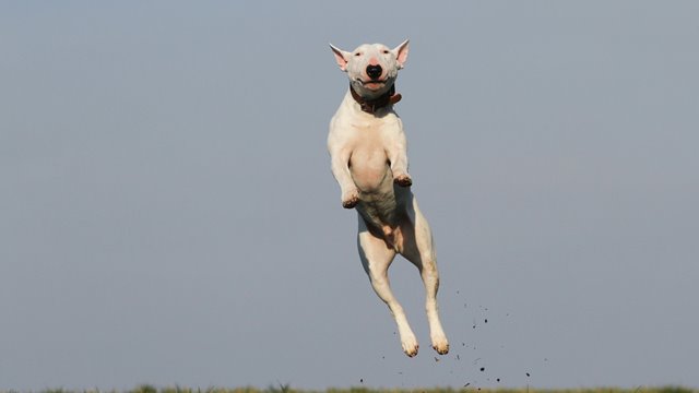 Lufte hunden